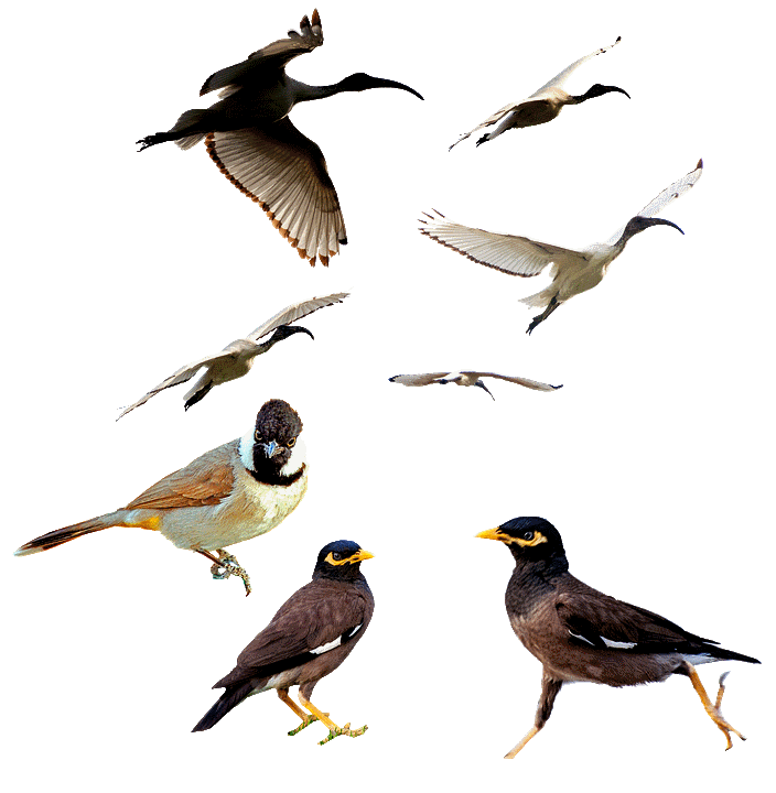planche ornithologique
